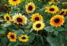 Kỹ thuật trồng hoa hướng dương trong chậu