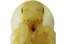 Loài gián mới trông như sinh vật ngoài hành tinh ở Việt Nam Loài gián mới trông như sinh vật ngoài hành tinh ở Việt Nam