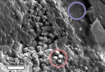 Dùng “kính hiển vi điện tử quét” để tìm kiếm vật mẫu sinh học trên sao Hỏa Dùng "kính hiển vi điện tử quét" để tìm kiếm vật mẫu sinh học trên sao Hỏa