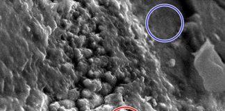 Dùng "kính hiển vi điện tử quét" để tìm kiếm vật mẫu sinh học trên sao Hỏa