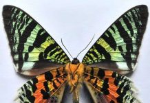 10 kỷ lục gia trong thế giới côn trùng