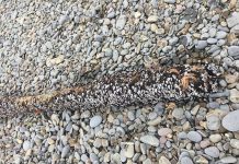 Phát hiện sinh vật biển kỳ dị trên bờ biển Anh