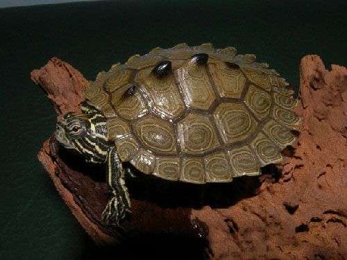 Những loài rùa lạ nhất thế giới
