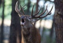 Giải mã bí mật có thể thuần hóa động vật hoang dã