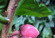 Khánh Hòa đề xuất bảo tồn, nhân giống loài trà hoa Krempf