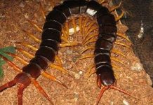 Tìm hiểu những điều bí ẩn về loài rết khiến bạn kinh ngạc Tìm hiểu những điều bí ẩn về loài rết khiến bạn kinh ngạc