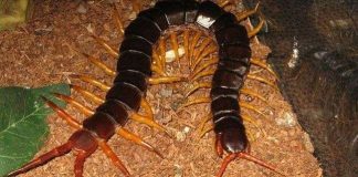 Tìm hiểu những điều bí ẩn về loài rết khiến bạn kinh ngạc