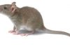 Phát hiện "giác quan thứ 6" ở chuột