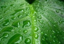 Lá nhân tạo phân tách H2O dưới ánh nắng mặt trời