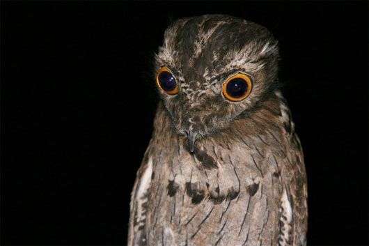 Loài chim có cặp mắt ám ảnh