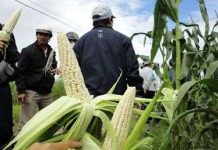 Trồng ngô nếp lai - nhàn mà thu nhập khá