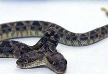 Rợn mình hình ảnh kinh dị của rắn hai đầu Rợn mình hình ảnh kinh dị của rắn hai đầu