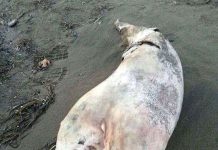 Xác cá heo hai đầu dạt vào bờ biển Thổ Nhĩ Kỳ