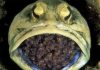 Cá jawfish đực ấp tới 400 quả trứng trong miệng