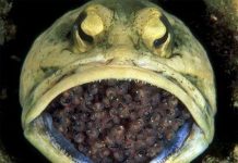 Cá jawfish đực ấp tới 400 quả trứng trong miệng