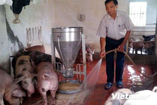 Nhà sáng chế nuôi lợn bằng thức ăn sinh học có thảo dược