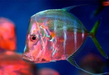 “Tàng hình” nhờ ánh mặt trời "Tàng hình" nhờ ánh mặt trời