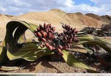 Những loài thực vật kỳ lạ nhất thế giới