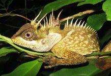 Phát hiện loài thằn lằn giống hệt rồng