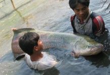 Bắt được cá khổng lồ ở TP HCM Bắt được cá khổng lồ ở TP HCM