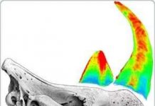 Các nhà khoa học giải đáp câu đố bí ẩn về sừng tê giác