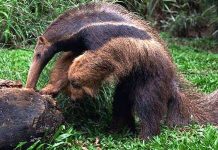 Khám phá gây bất ngờ ít người biết về thú ăn kiến