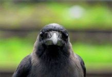 Trí thông minh của động vật