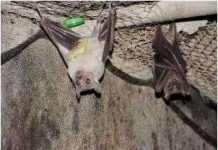 Dơi cũng ăn vặt