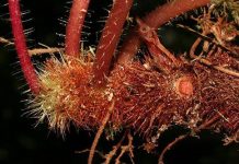 Các nhà khoa học Việt công bố loài thực vật mới cho thế giới