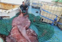 Ngư dân bắt được mực siêu khủng ở New Zealand Ngư dân bắt được mực siêu khủng ở New Zealand