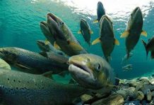 Hạn hán nặng, Mỹ chở 30 triệu con cá hồi ra biển