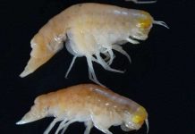 Sinh vật tại vùng biển sâu nhất hành tinh cũng bắt đầu bị ảnh hưởng bởi con người