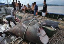 Cá đuối khổng lồ bị bắt tại Trung Quốc