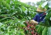 Đắk Lắk sản xuất cà phê thích ứng với biến đổi khí hậu