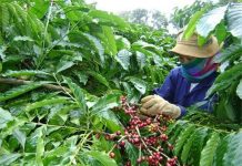 Đắk Lắk sản xuất cà phê thích ứng với biến đổi khí hậu
