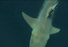 Mạng lưới cá dự đoán bão