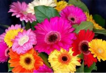 Trồng hoa đồng tiền đón lộc năm mới