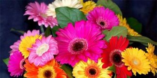 Trồng hoa đồng tiền đón lộc năm mới