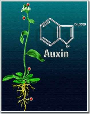 Từ chất kích thích tăng trưởng auxin đến thuốc diệt cỏ