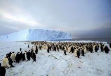 Tiếp cận 1 quần thể 9.000 chim cánh cụt hoàng đế Tiếp cận 1 quần thể 9.000 chim cánh cụt hoàng đế