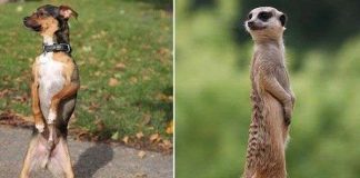 Kỳ quái chú chó thích đi hai chân vì muốn làm chồn đất