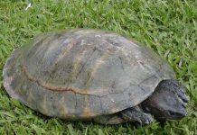 Phát hiện sự pha trộn gen ở loài rùa sông Trung Mỹ Phát hiện sự pha trộn gen ở loài rùa sông Trung Mỹ