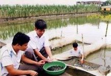 Sản xuất cá lăng chấm bằng phương pháp nhân tạo Sản xuất cá lăng chấm bằng phương pháp nhân tạo