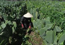 Không những để...ăn, xương rồng còn có thể tạo ra năng lượng sạch