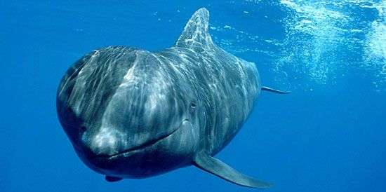 Phát hiện xác “quái vật” trên bãi biển