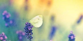 Bướm và chuồn chuồn sáng màu phát triển mạnh do Châu Âu ấm