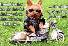 Fun fact về chuyện yêu đương "buồn cười" trong giới động vật