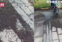 Thảm sâu cuốn chiếu dài 200m phủ đen kịt ga tàu Trung Quốc