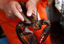 Tôm biến thành "kẻ ăn thịt đồng loại"