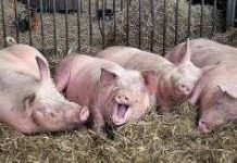 Sẽ có động vật không có cảm giác đau đớn